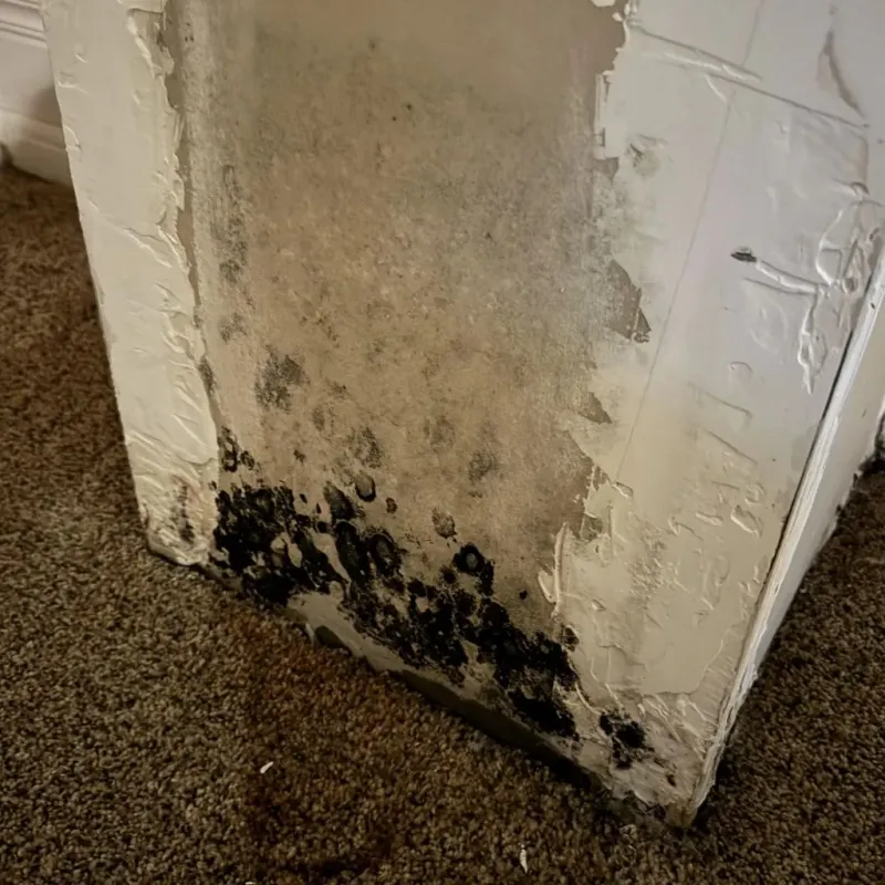 Professional Mold Removal in North Branch, MN